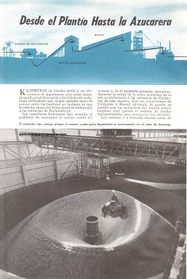 Desde el Plantío Hasta la Azucarera - Febrero 1950