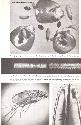 Un Mundo a Través del Microscopio - Octubre 1948