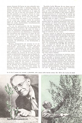 Árboles Reproducidos con Hormonas - Marzo 1951