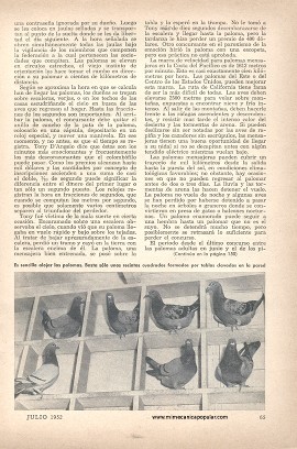 La Cría de Palomas Mensajeras - Julio 1952