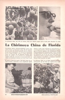 La Chirimoya China de Florida - Marzo 1956