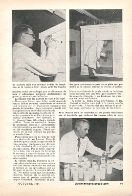 Insectos a la venta - Octubre 1954