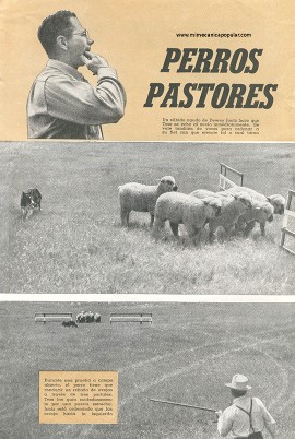 Perros Pastores - Noviembre 1947