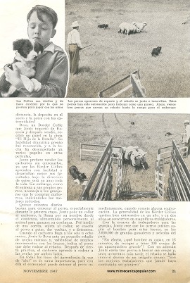 Perros Pastores - Noviembre 1947