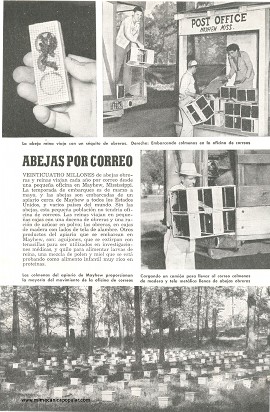 Abejas por Correo - Noviembre 1951