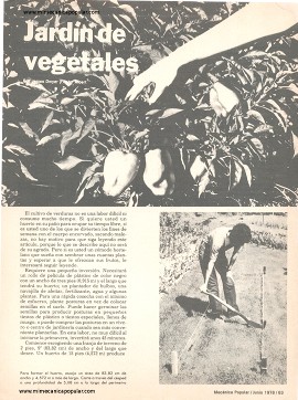 Jardín de vegetales - Junio 1978