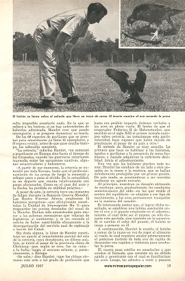 Escuela para adiestrar halcones - Julio 1957