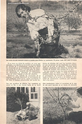 Los Milagros de la Arboricultura - Abril 1957